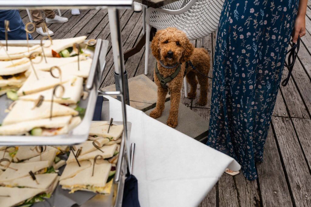 Broodjes en een hond op het terras tijdens de ontvangst bij Our Seaside in Renesse