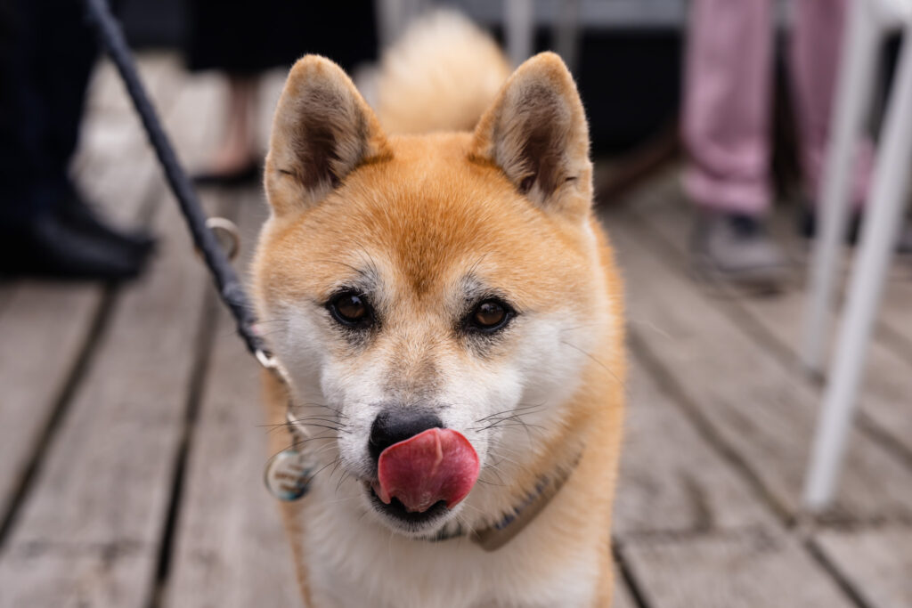 Hond van een gast tijdens de ontvangst bij Our Seaside in Renesse